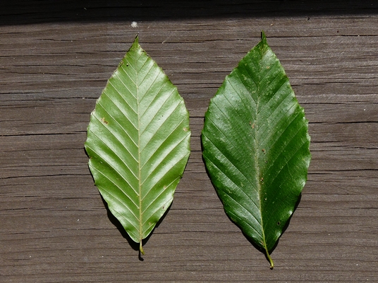 {Fagus grandifolia}
